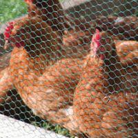 Hexagonal Wire Netting (Chicken Wire)